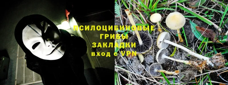 где можно купить наркотик  Баймак  Псилоцибиновые грибы Psilocybine cubensis 